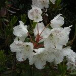 Rhododendron aberconwayi Fleur