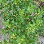 Rubia fruticosa Hoja