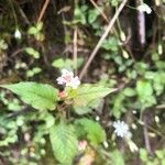 Persicaria chinensis Blodyn