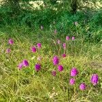 Anacamptis pyramidalisFlor