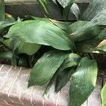 Aspidistra elatior Hoja