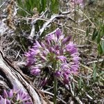 Allium bisceptrum Flower