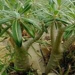 Pachypodium rosulatum পাতা