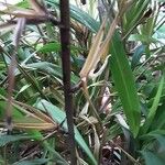Dianella bambusifolia Cortiza