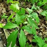 Prenanthes alba Leaf