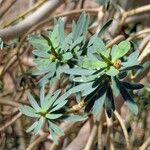Euphorbia balsamifera Leaf