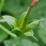 Geranium versicolor Plod