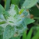 Justicia heterocarpa Blad