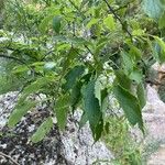 Celtis australisLeaf