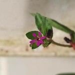Cuphea carthagenensis Flower