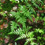 Dryopteris dilatata ഇല