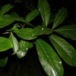 Ficus obtusifolia Yaprak