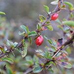 Berberis angulosa Elinympäristö