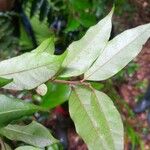 Geissospermum sericeum Leaf