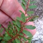 Phyllanthus caroliniensis Лист
