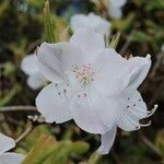 Rhododendron schlippenbachii Flor