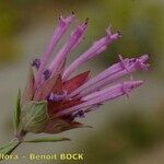 Thymus longiflorus Flower