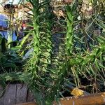 Austrocylindropuntia subulata Blatt