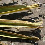 Phoenix canariensis Hoja