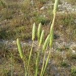 Phalaris paradoxa 形態