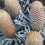 Cedrus atlantica Fruit