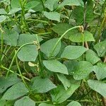 Vigna unguiculata Blad