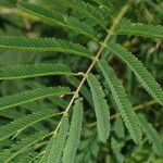 Mimosa diplotricha Leaf