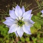 Nigella sativa ফুল