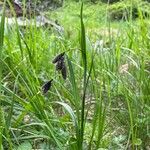 Carex atrata অভ্যাস