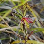 Dendrobium verruciferum Habitus