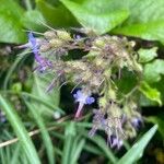 Trachystemon orientalis Kvet