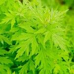 Artemisia argyi Hoja