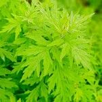 Artemisia argyi Leaf