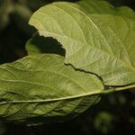 Centrosema plumieri Leaf