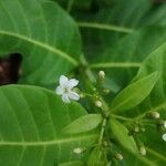 Rauvolfia viridis Flower