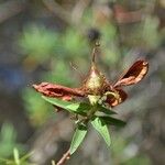 Hypericum lanceolatum Фрукт