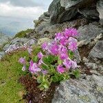 Primula hirsuta Hábito