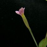 Canscora diffusa Hábito