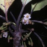 Manilkara bidentata Flor