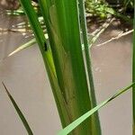 Typha domingensis Blad