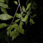 Adelia triloba Bark