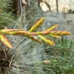 Tillandsia latifoliaBlüte