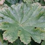 Darmera peltata Feuille