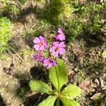 Primula farinosaFlor