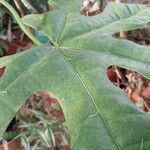 Brachychiton acerifolius Fuelha