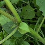 Physalis pubescens Owoc