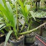 Cyrtopodium andersonii Yaprak