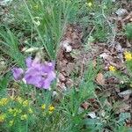 Lathyrus filiformis Flower