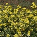 Descurainia millefolia Buveinė