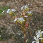 Saxifraga fragilis बार्क (छाल)
